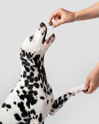 Bacillus velezensis Probiotikum für Hunde für Verdauung, Darm und Immunsystem Oggo 180 g - 6