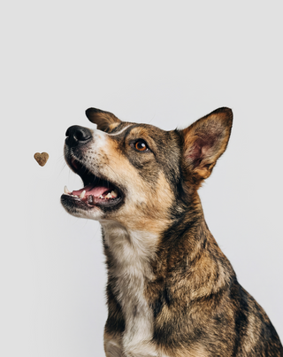 Multivitamin für Hunde 8 in 1 für Immunsystem, Fell und Vitalität Oggo 180 g - 6