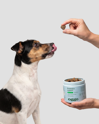 Bacillus velezensis Probiotikum für Hunde für Verdauung, Darm und Immunsystem Oggo 180 g - 2